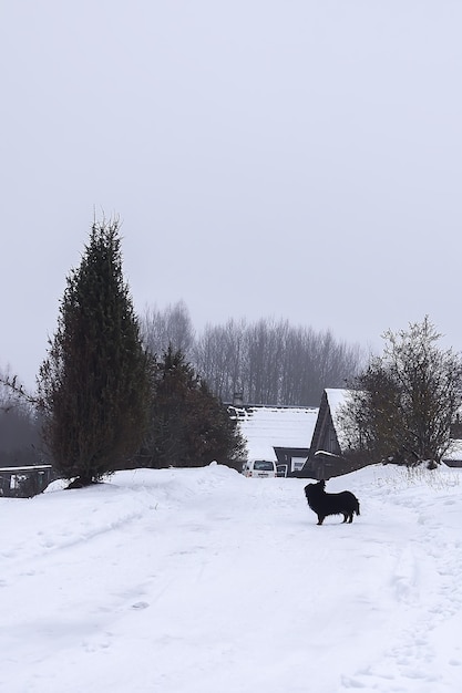 Kleiner schwarzer Hund, der am Wintertag entlang der Straße im Dorf läuft.