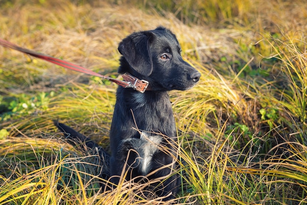 Foto kleiner schwarzer hund