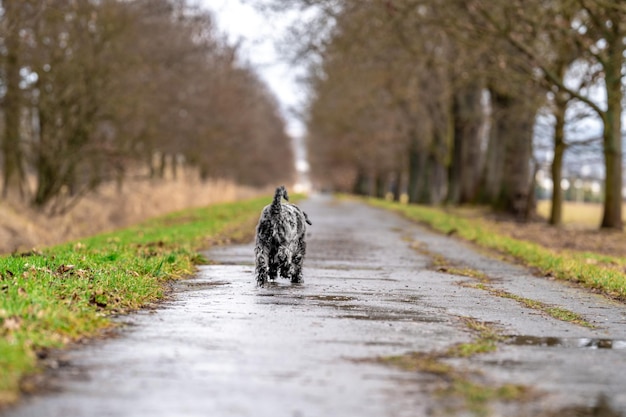 Kleiner schwarzer Schnauzer bei einem Spaziergang auf einer Gasse im Park