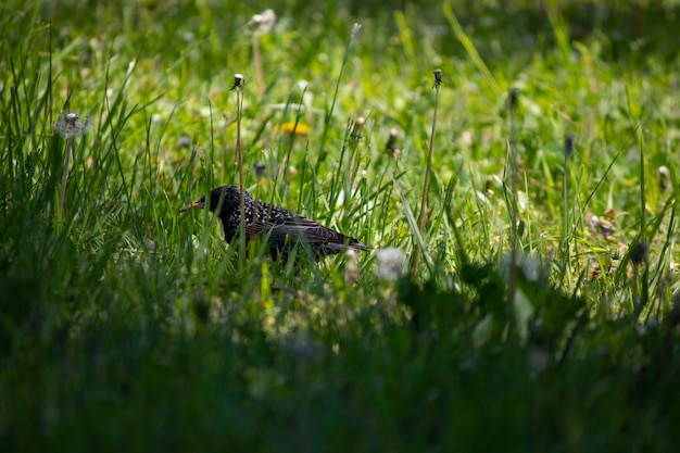 kleiner schwarzer vogel, der im sommer im grünen gras spaziert