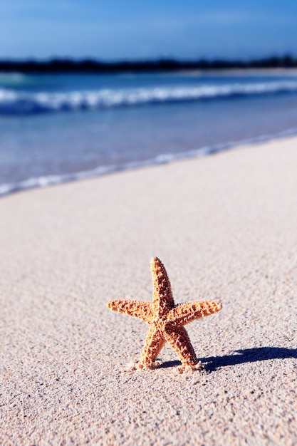 Kleiner Seestern an einem karibischen Strand