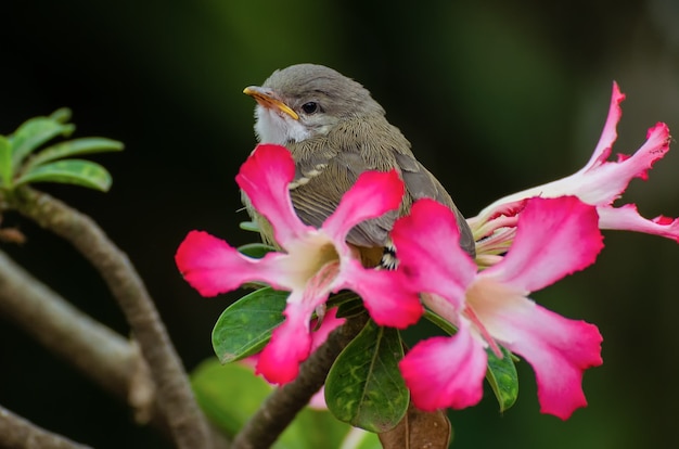 kleiner singender Vogel thront auf Blume