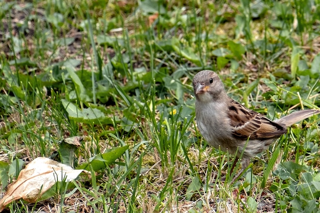 Foto kleiner spatz im sommer im gras auf nahrungssuche 1