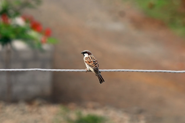 kleiner Spatz