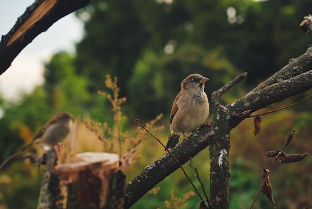 kleiner Spatzenvogel, der auf einem Ast sitzt