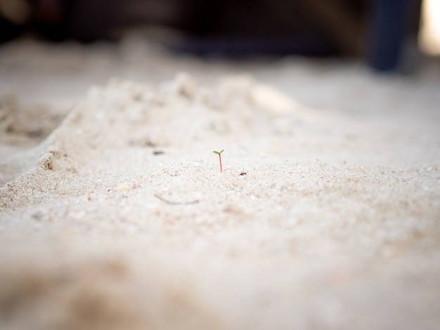 Kleiner Sprössling wächst auf Sandstrand.