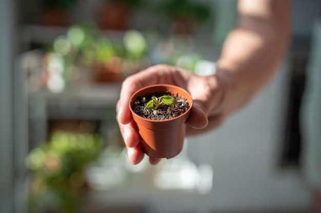 Kleiner Spross der Zimmerpflanze Pilea peperomioides im Plastiktopf in Frauenhand, Nahaufnahme, weicher Fokus