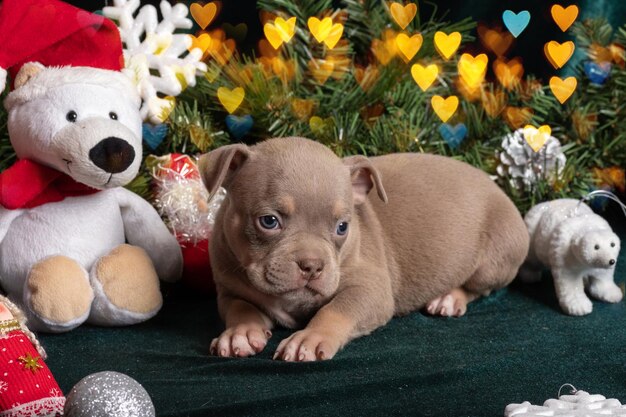 Kleiner süßer amerikanischer Bully-Welpe, der neben einem Weihnachtsbaum liegt, der mit Spielzeug-Schneeflockenkegeln und einem Teddybär geschmückt ist