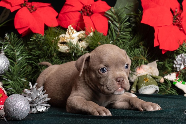 Kleiner süßer amerikanischer Bully-Welpe, der neben einem Weihnachtsbaum und Poinsettia-Blumen liegt.