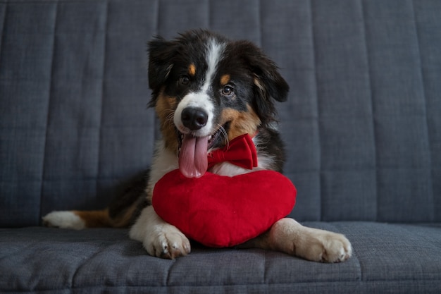 Kleiner süßer australischer Schäferhund mit drei Farben mit großem Herzen in roter Fliege. Valentinstag. Alles Gute zum Geburtstag. Liegen auf der Sofacouch. Foto in hoher Qualität