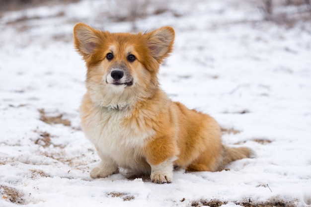 Kleiner süßer, flauschiger Corgi-Welpe am Nahaufnahmeporträt im Freien