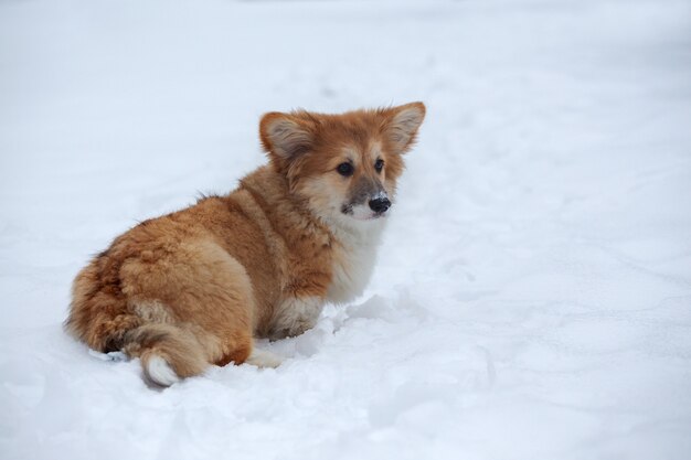 Kleiner süßer, flauschiger Corgi-Welpe am Nahaufnahmeporträt im Freien