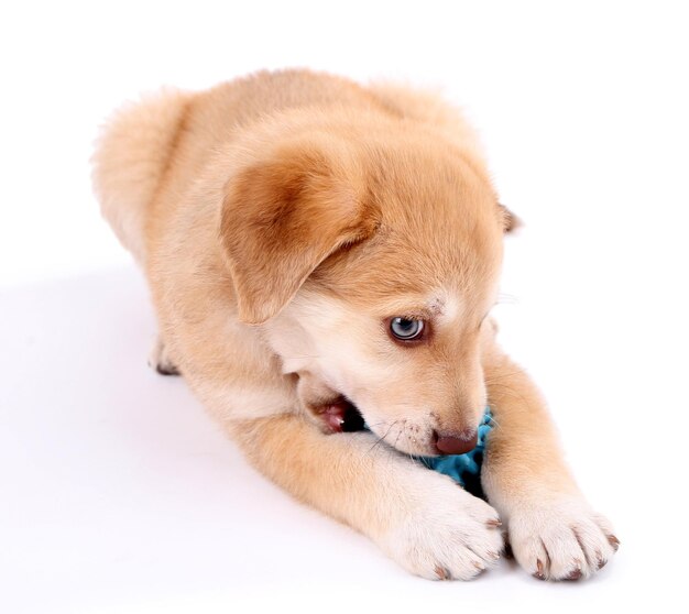 Kleiner süßer Golden Retriever Welpe isoliert auf Weiß