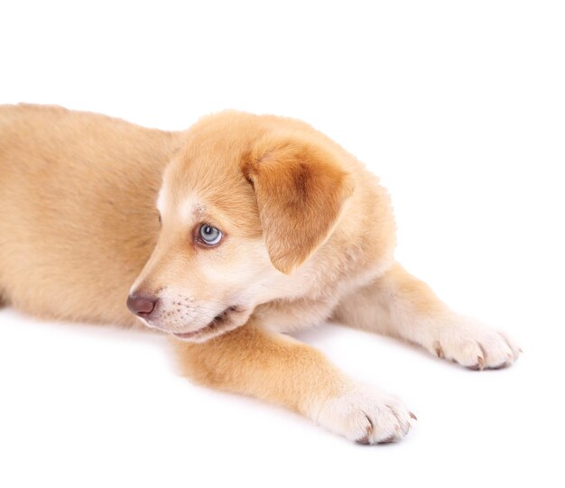 Kleiner süßer Golden Retriever Welpe isoliert auf Weiß