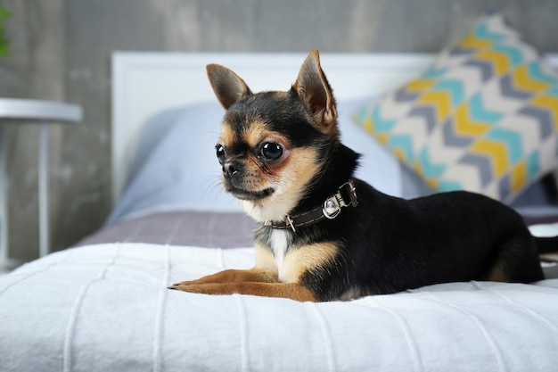 Kleiner süßer Hund auf dem Bett, Nahaufnahme