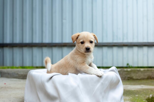 Kleiner süßer Hund im Hof