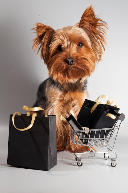 Kleiner süßer Hund mit schwarzen Taschen vom Black Friday Sale