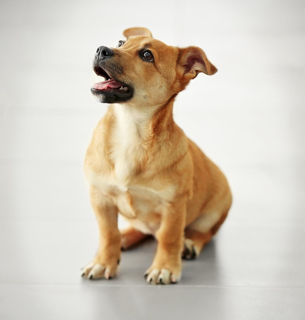 Kleiner, süßer, lustiger Hund, der im Studio oder zu Hause auf dem Boden sitzt