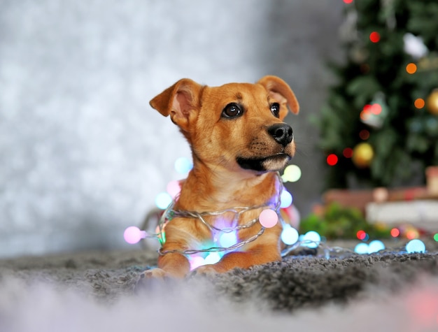 Kleiner süßer lustiger Hund mit Girlande auf Weihnachtshintergrund