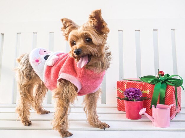 Kleiner, süßer, lustiger Yorkshire-Terrier-Hündchen in einem Weihnachtstisch aus weißem Holz