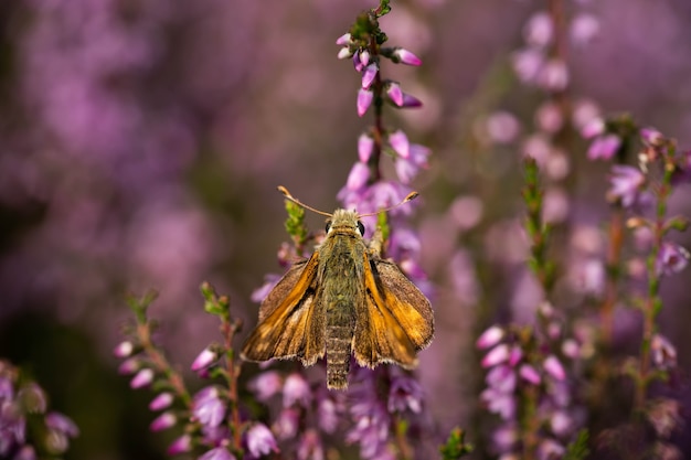 Kleiner süßer Schmetterling sammelt Pollen von Heideblüten