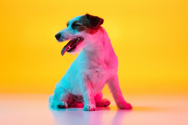 Kleiner süßer Terrierhund, der isoliert über Studio in Neonlicht posiert