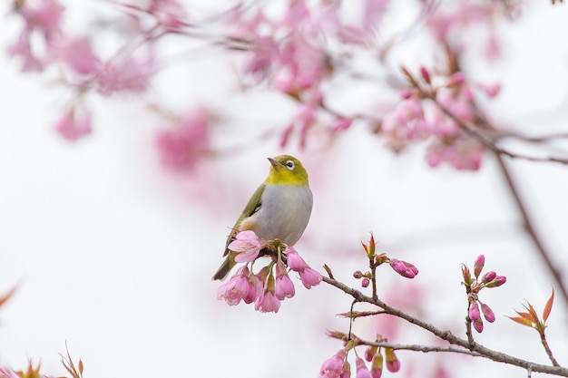 kleiner süßer Vogel mit Kirschblüten