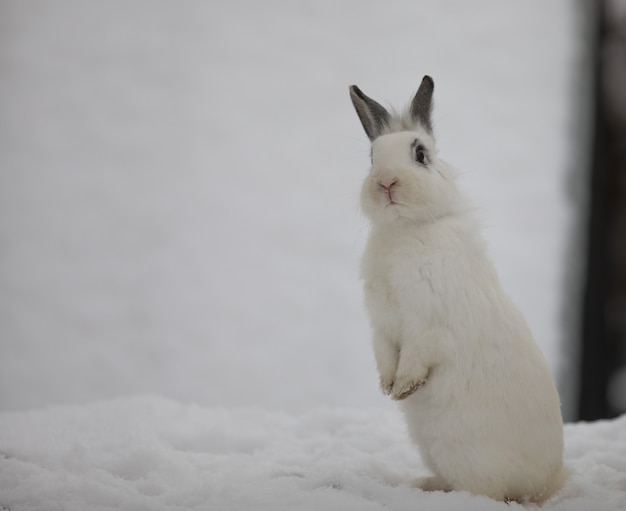 kleiner süßer weißer Hase im Schnee