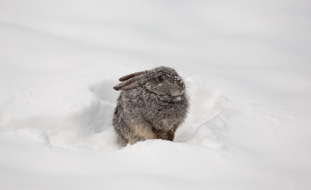 kleiner süßer weißer Hase im Schnee
