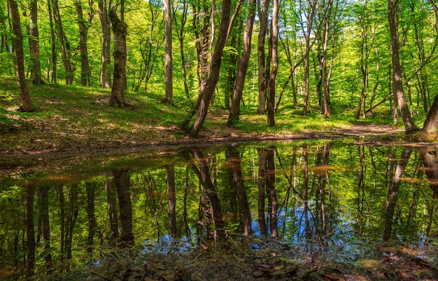 Kleiner Sumpf in einem grünen Wald