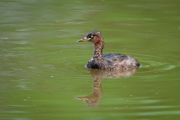 Kleiner Taucher mit Reflexion, die auf Wasser watet