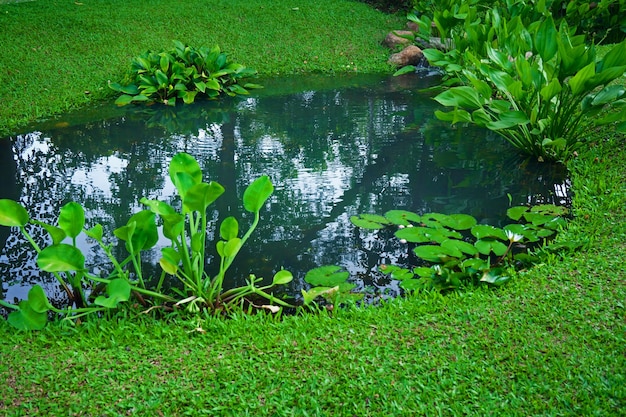 Kleiner Teich als Teil der Landschaftsgestaltung mit Wassergras und Grünpflanzen und Wasser umgeben von üppiger Vegetation