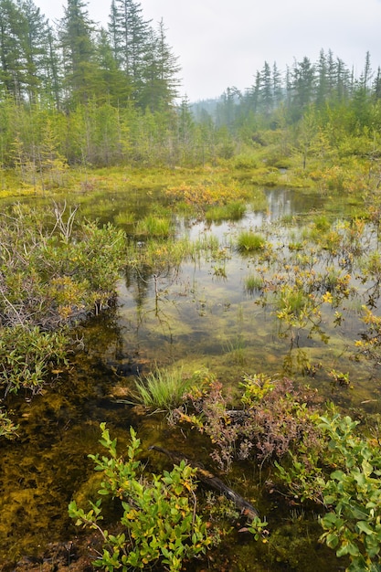 Kleiner Teich in der Taiga