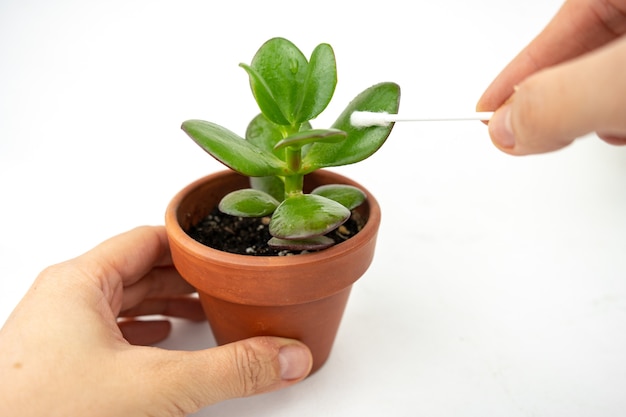 Kleiner Topf mit Crassula oder Geldbaum.