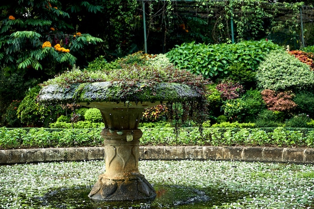 Kleiner überwachsener Brunnen in der Nähe des Orchideenhauses