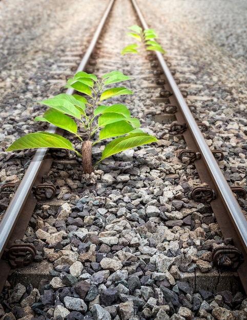 Kleiner Ursprungsbaum in der Eisenbahn