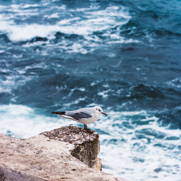 Kleiner Vogel am Meer