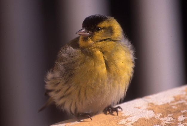 Kleiner Vogel auf dem Hintergrund des Hauses