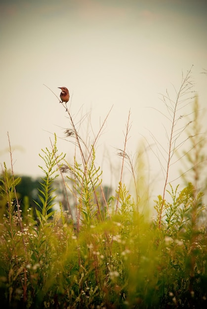 Kleiner Vogel auf einem kleinen Zweig