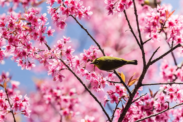 Kleiner Vogel auf wildem Himalajakirschbaum