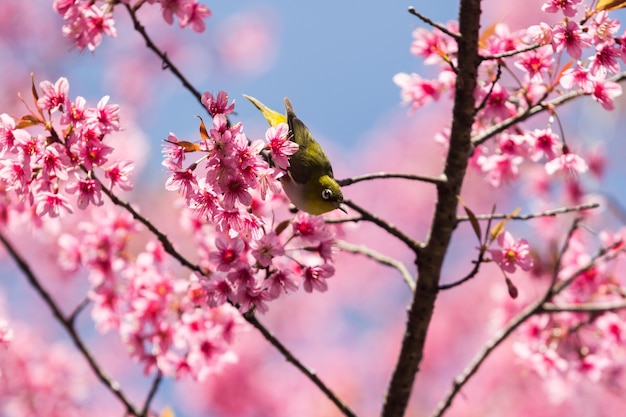 Kleiner Vogel auf wildem Himalajakirschbaum