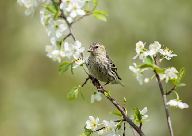 Kleiner Vogel, der auf dem Zweig des Blütenbaums sitzt Der eurasische Zeisig Spinus spinus