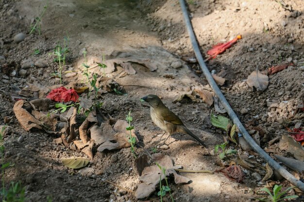 Kleiner Vogel, der auf einem Plastikschlauch auf dem Boden steht und nach Nahrung sucht