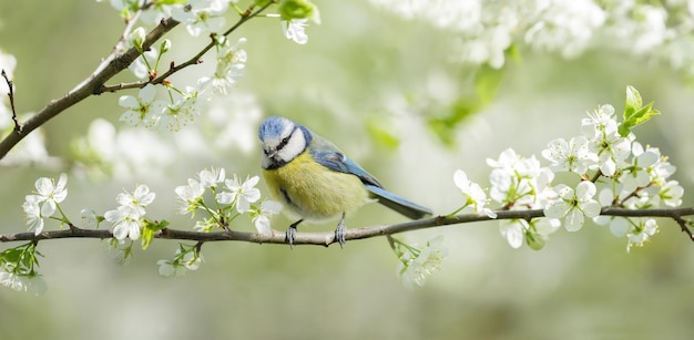 Kleiner Vogel, der auf Zweig des Blütenbaums sitzt Die Blaumeise