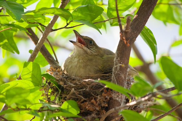 Kleiner Vogel, der Eier in einem Nest ausbrütet