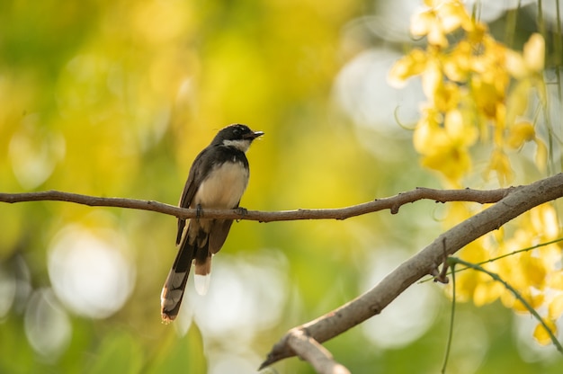 Kleiner Vogel, der in der Natur lebt