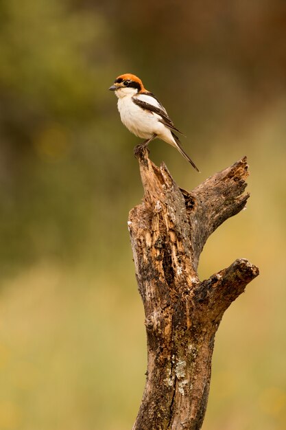 Foto kleiner vogel hockte auf der niederlassung eines baums