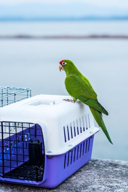 Foto kleiner vogel im naturpark