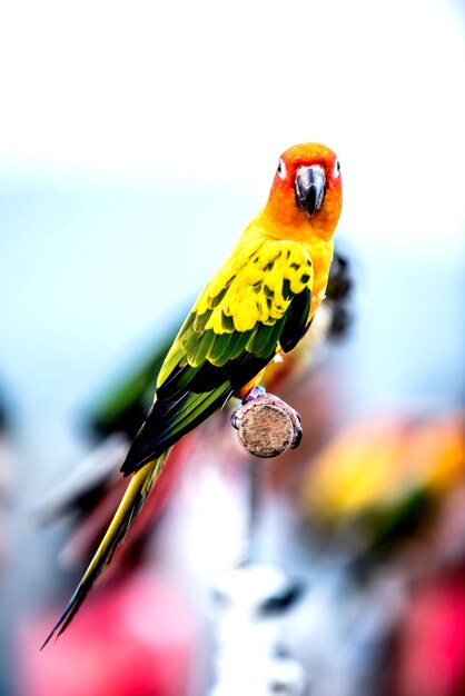 kleiner Vogel im Naturpark