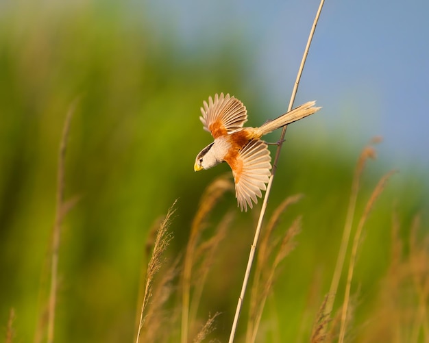 Kleiner Vogel mit ausgebreiteten Flügeln auf einem Stock